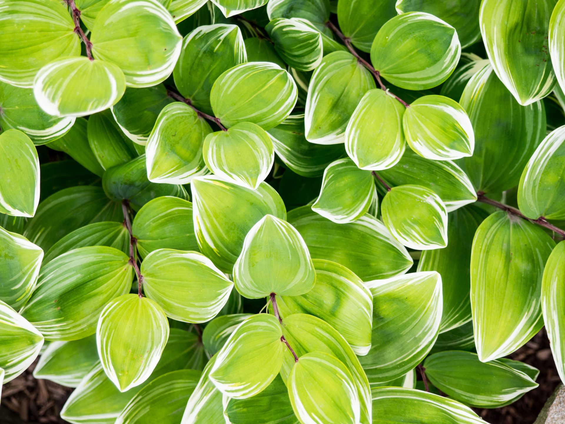 background image of leaves