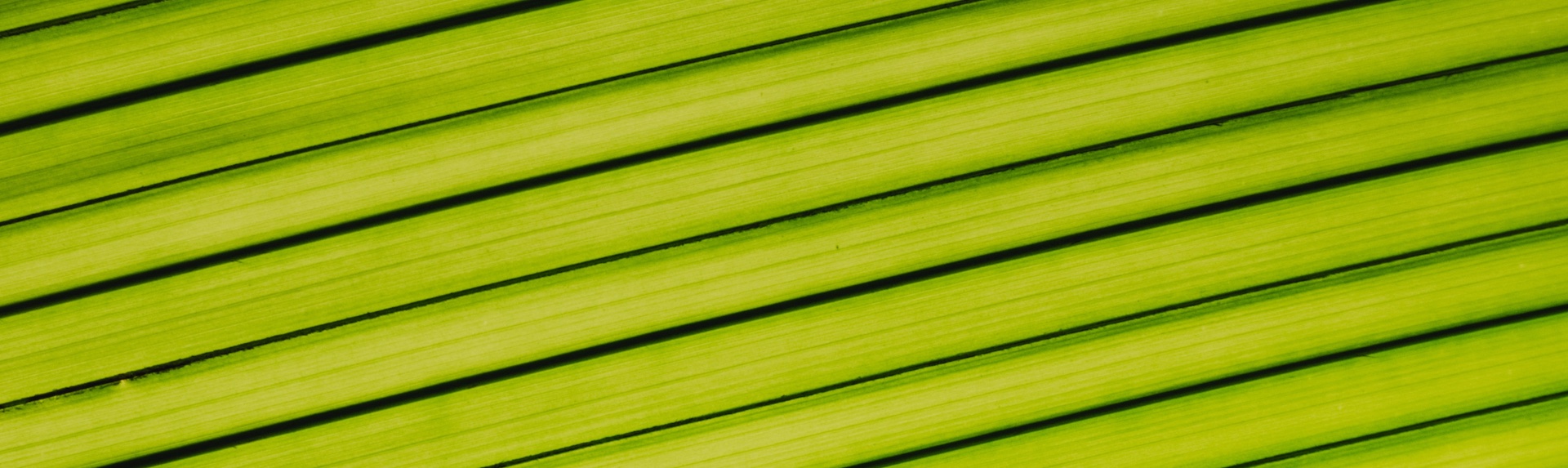 leaf background image